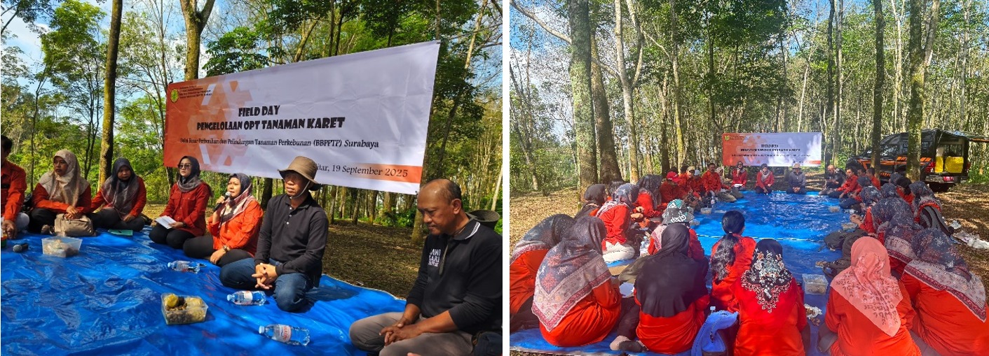 Field Day Pengelolaan OPT Tanaman Karet